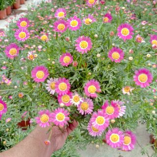 Anak Pokok Bunga  Aster  Merah Live Plants Red Aster  Flower 