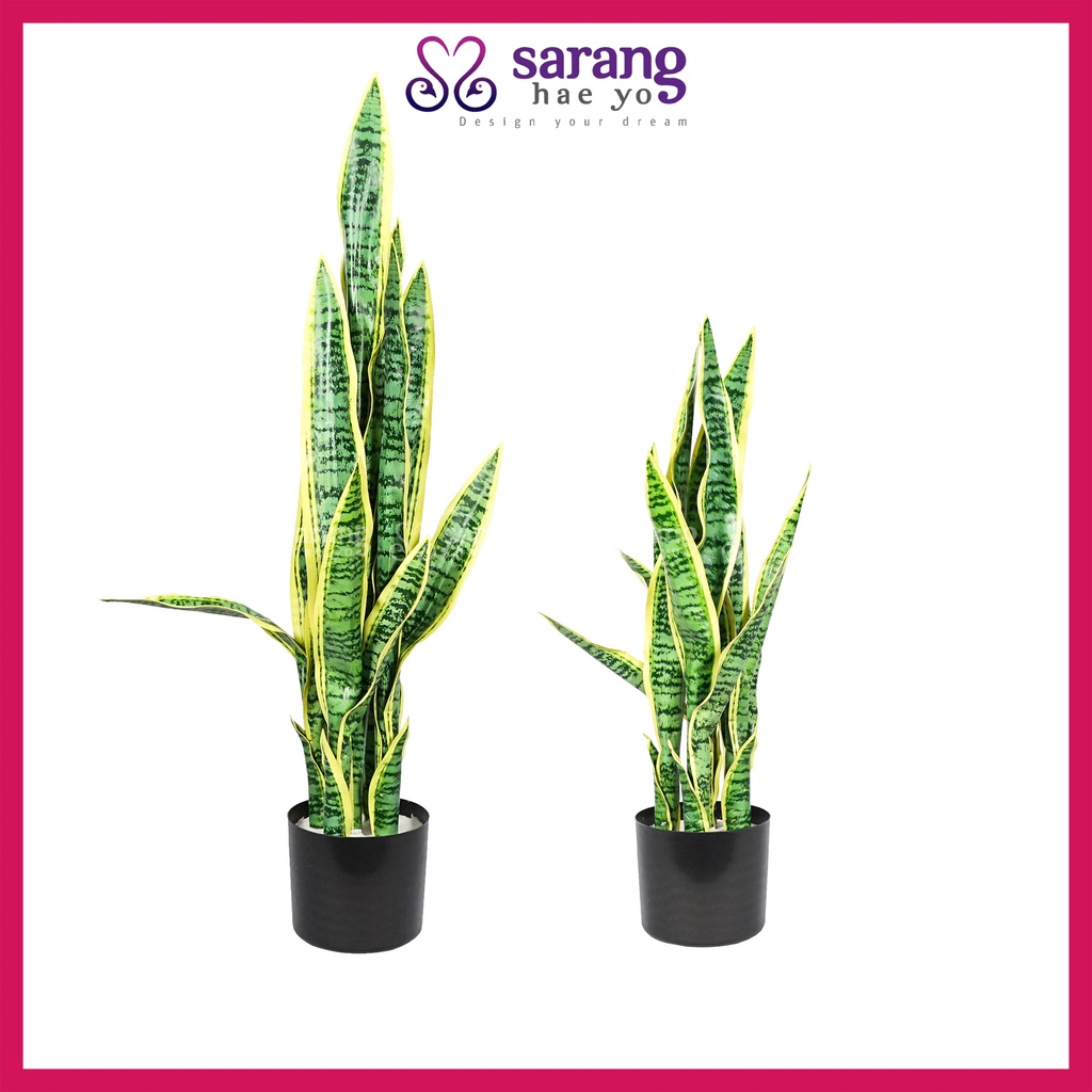 Pokok Lidah Jin Prices And Promotions Nov 2021 Shopee Malaysia