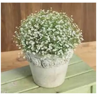 White Baby Breath Seeds Gypsophila Elegans Shopee Malaysia