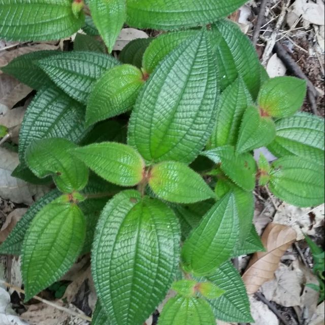 Khasiat pokok senduduk