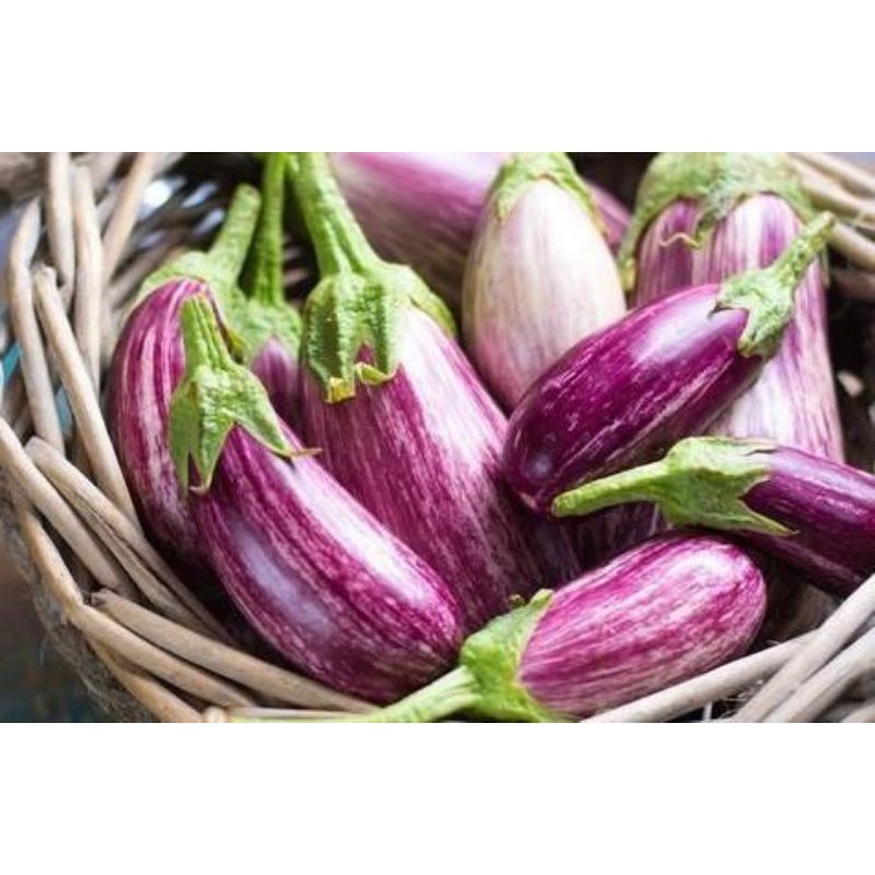 8 Biji Benih Terung Rapuh Bulat 紫霞花茄子 Shopee Malaysia