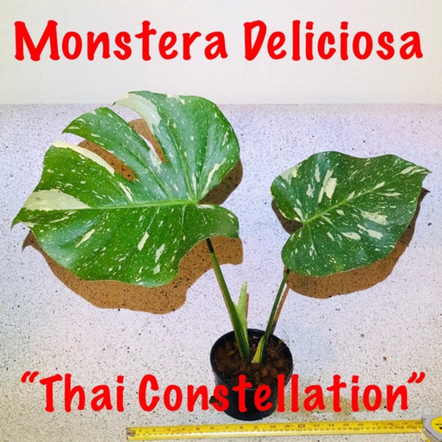 Rooted 2 Months Monstera Deliciosa Thai Constellation Price Depending On Size Pokok Plant Shopee Malaysia