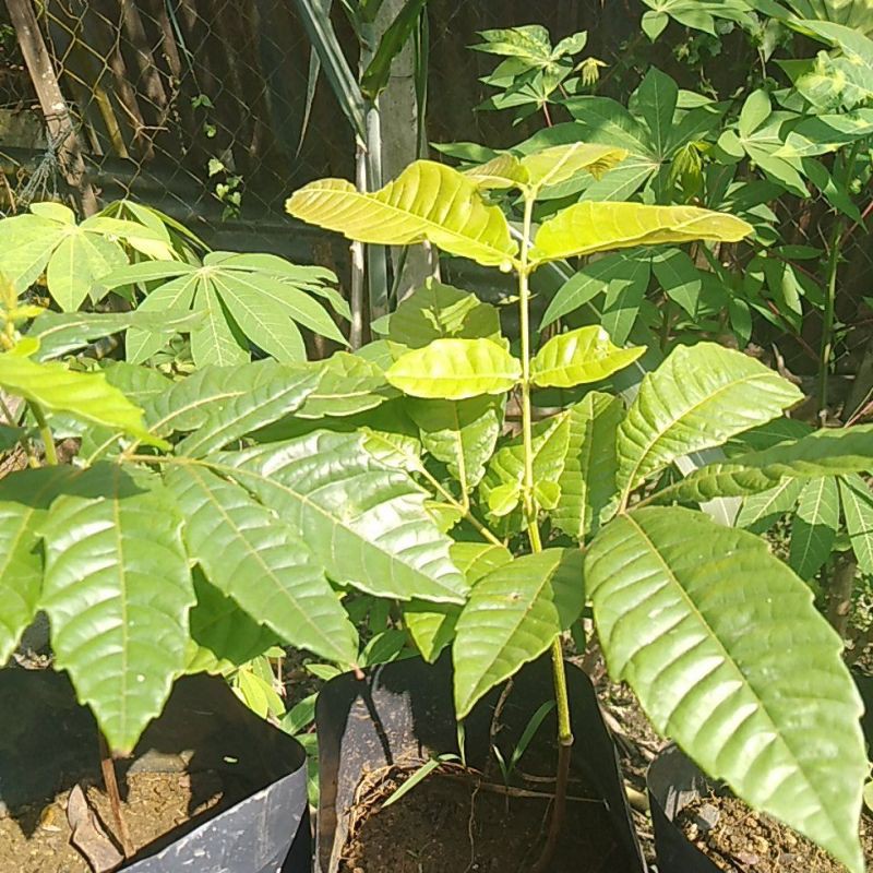 Buy Anak Pokok Longan Kristal / Matoa / Brazil  SeeTracker Malaysia