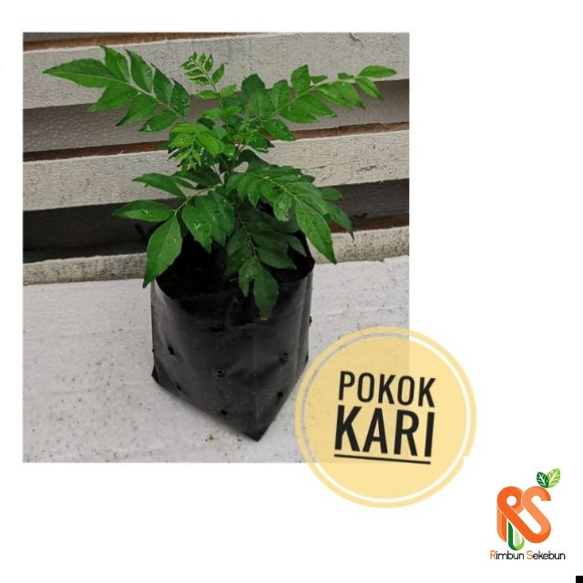 Live Plant Anak Pokok Kari Shopee Malaysia