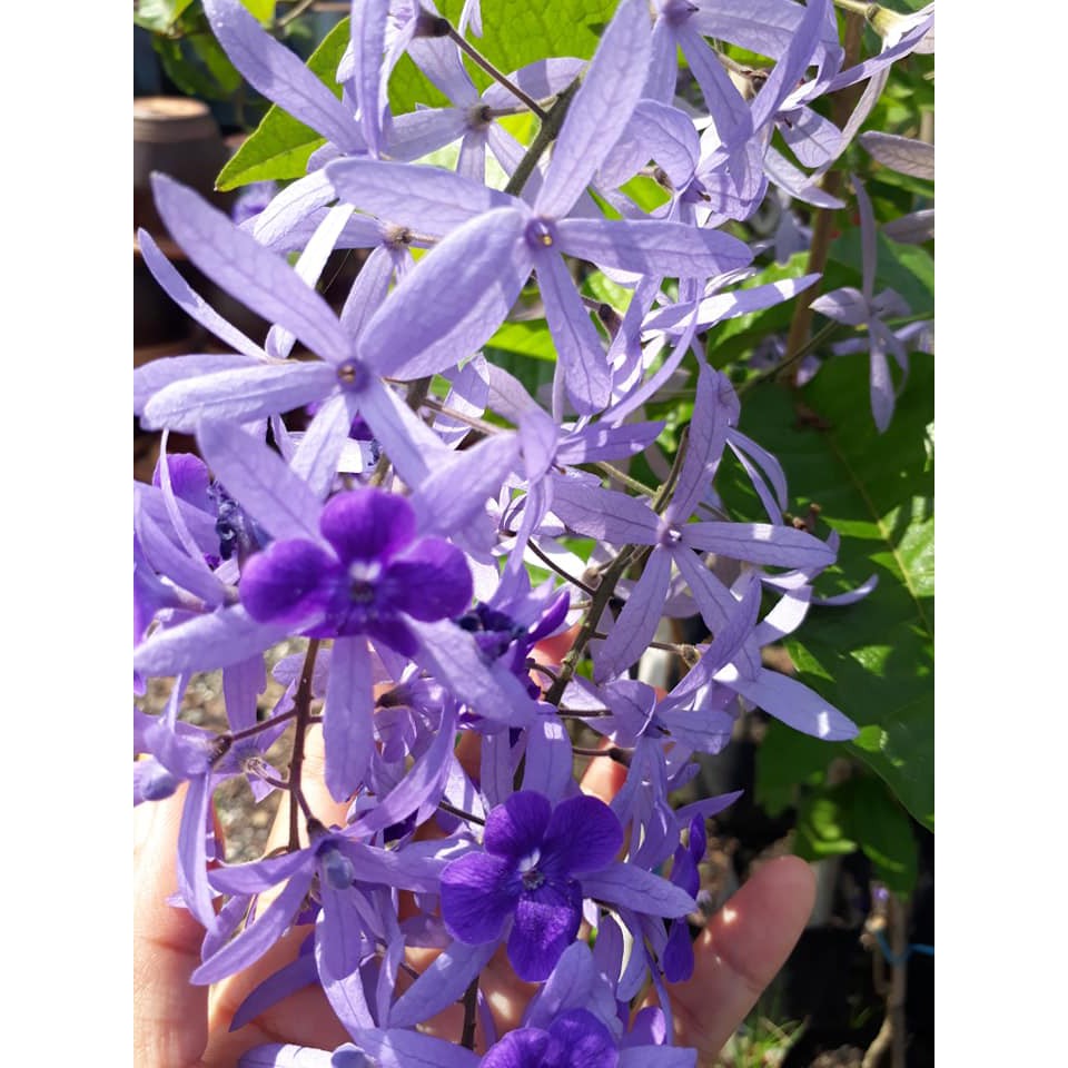 [Climbing Plant SANDPAPER VINE FLOWER Small size (dalam polibeg