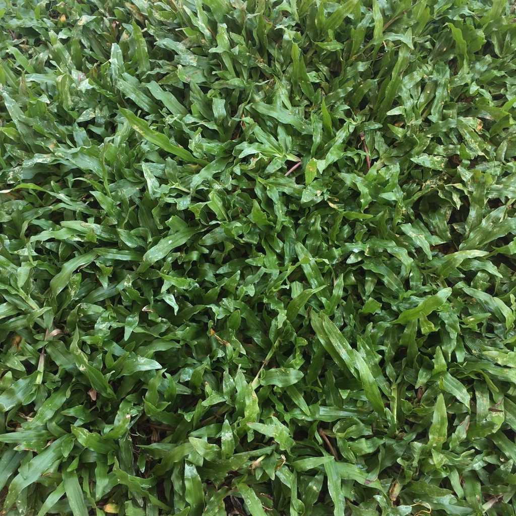 cow grass (rumput hidup segar) Shopee Malaysia