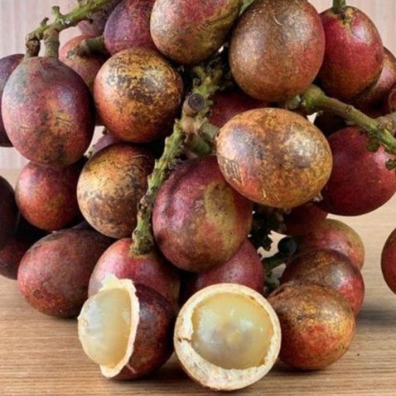 Buy Anak Pokok Buah Matoa / Matao / Longan Brazil/ Buah Tiga Rasa 