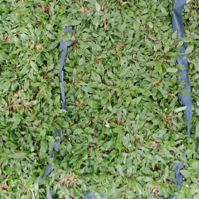 jenis rumput di malaysia