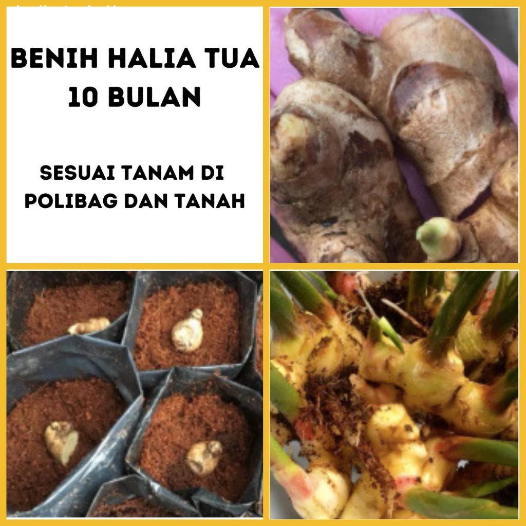 Mr Bentong Aaaaa Benih Halia Bentong Tua 10 Bulan Fresh Delivery Ready Stock 1kg Shopee Malaysia