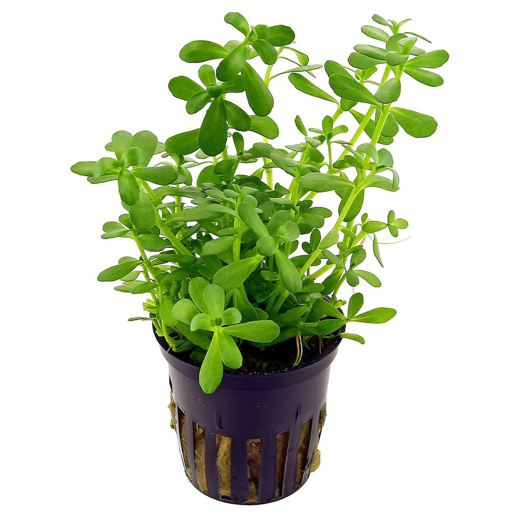 Bacopa Monnieri aquarium plant | Shopee Malaysia