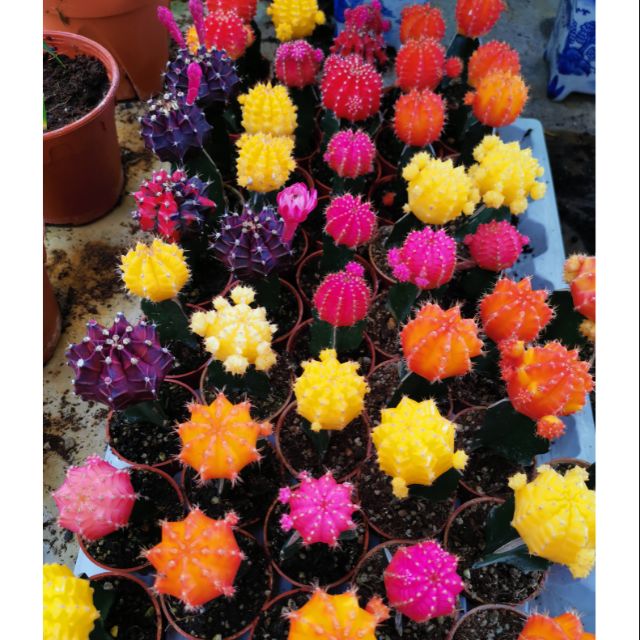 Cactus Cameron Highland(Shipping Insurance) | Shopee Malaysia