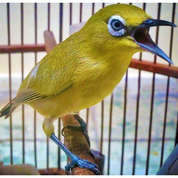 Buy 1 Bird Cage 1 Sangkar Burung Sangkar Burung Hamster Cage Aksesori Sangkar Burung Mata Putih Bamboo Bird Cage Accessorie Seetracker Malaysia