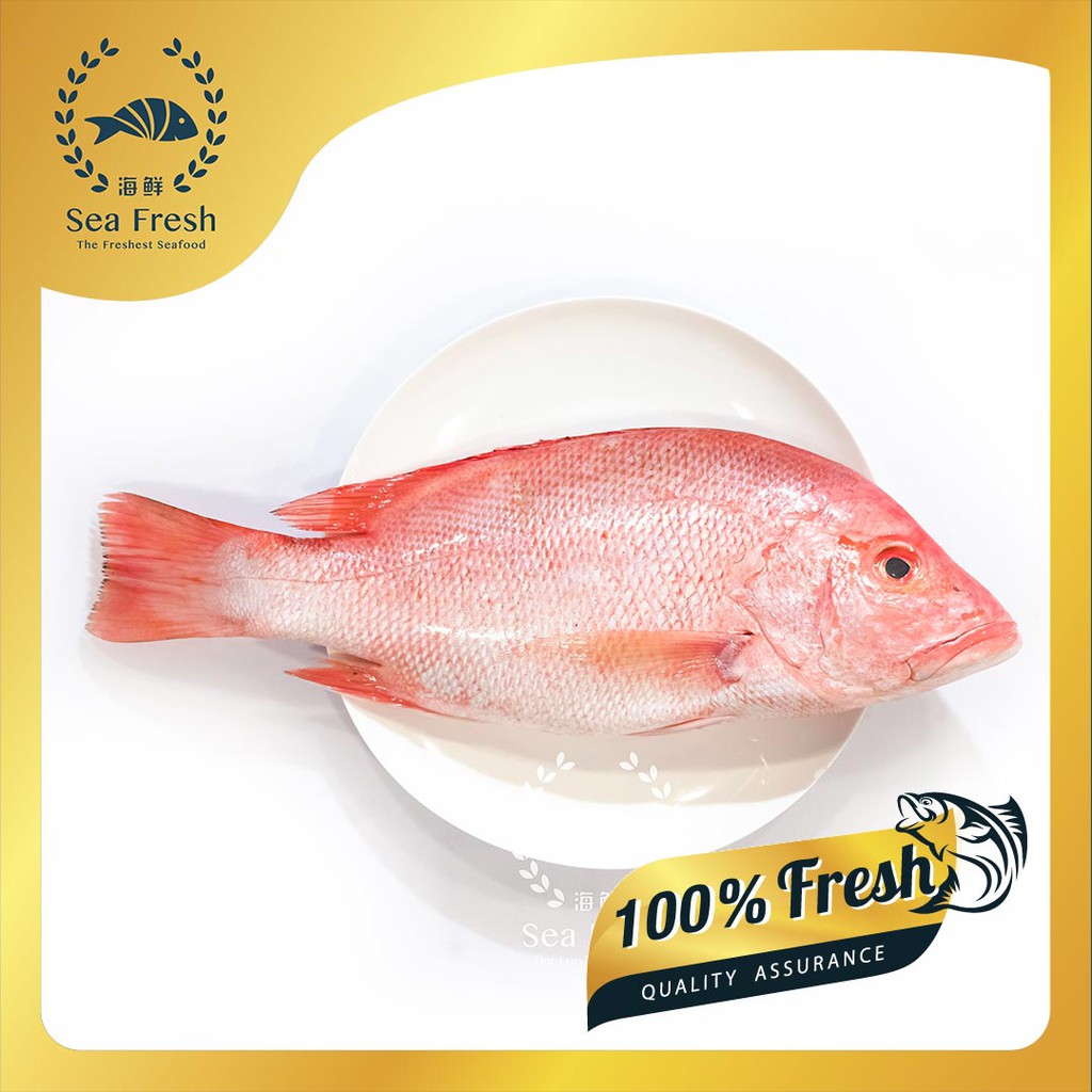 Red Fish Ikan Merah