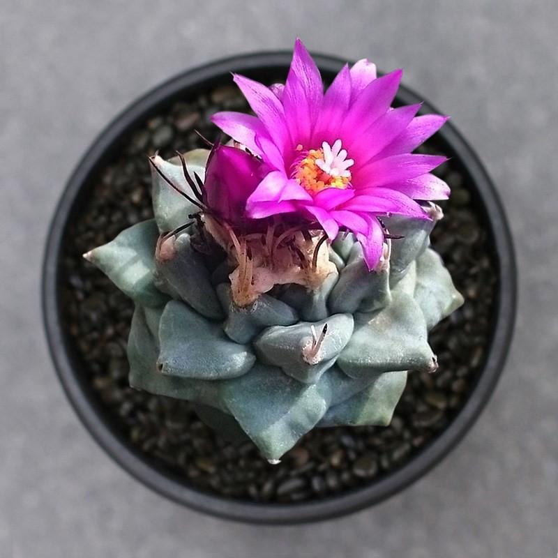 Augustfame Turbinicarpus Alonsoi 赤花娇丽cactus Succulent Shopee Malaysia