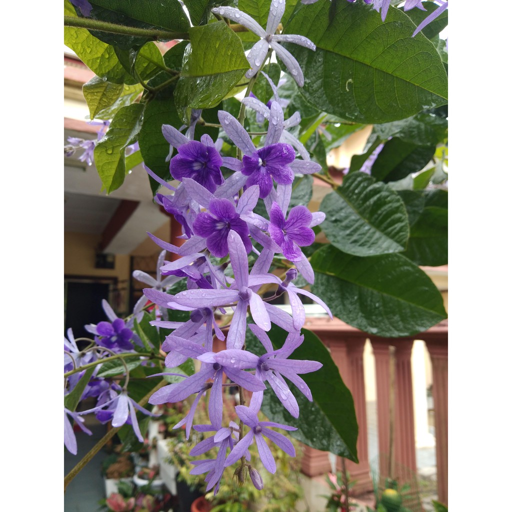 Petrea Volubilis Plant Sandpaper Vine Shopee Malaysia