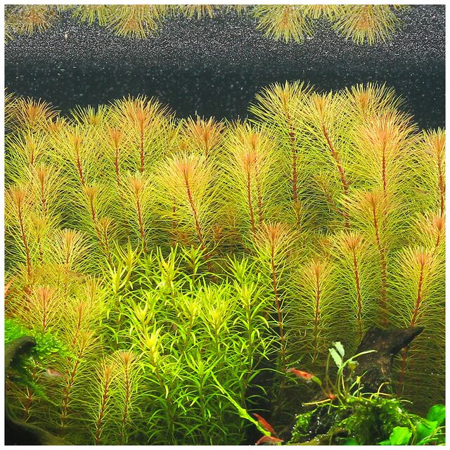 Aquarium Landscape Live Plants SP Vietnam (pokok Hiasan Aquarium ...