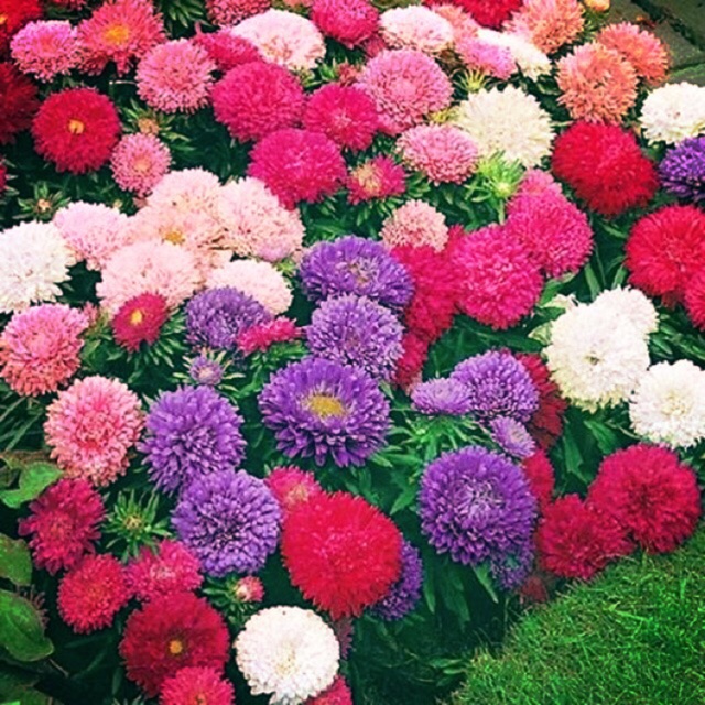 pokok bunga aster FAST SELLING Shopee Malaysia pokok bunga aster FAST SELLING Shopee Malaysia