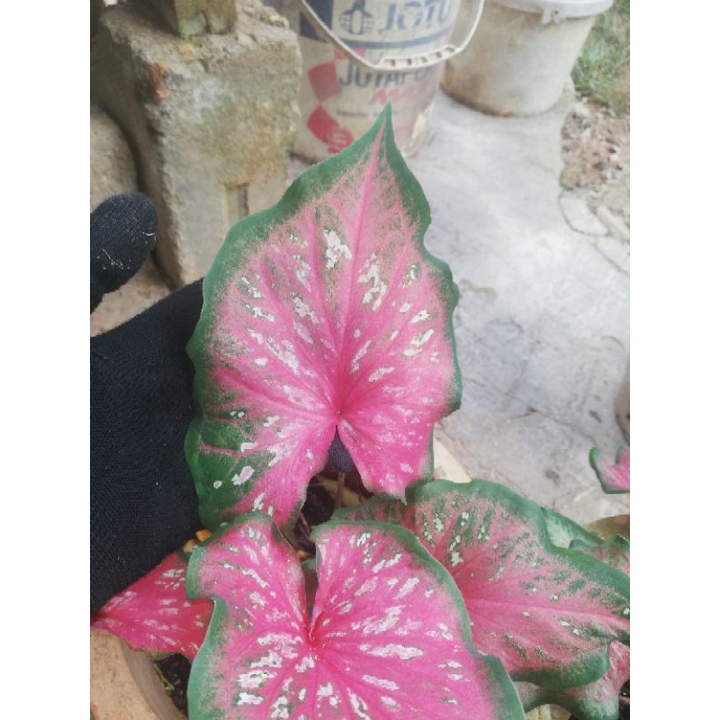 Keladi Thailand Hijau Merah Caladium Askar Shopee Malaysia
