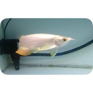 Jeff Arowana Temerloh Online Shop Shopee Malaysia