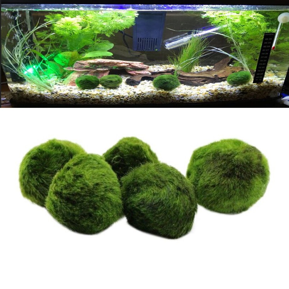 5pcs Marimo Moss Ball Aquarium Plants Terrarium Ball Fish Tank