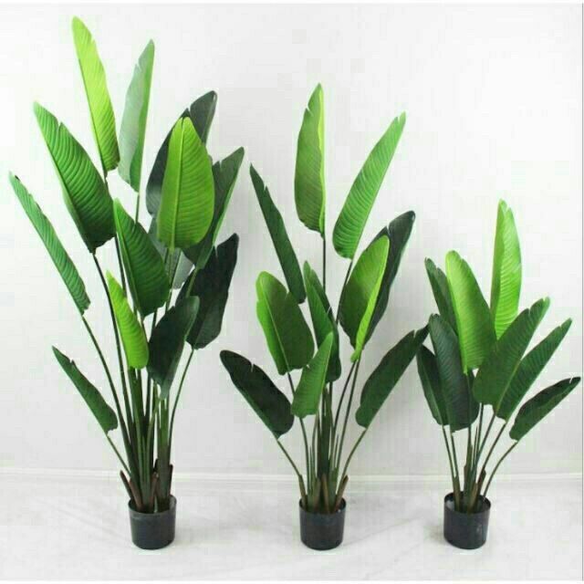 Ready Stock Pokok Pisang Hiasan 160cm Shopee Malaysia