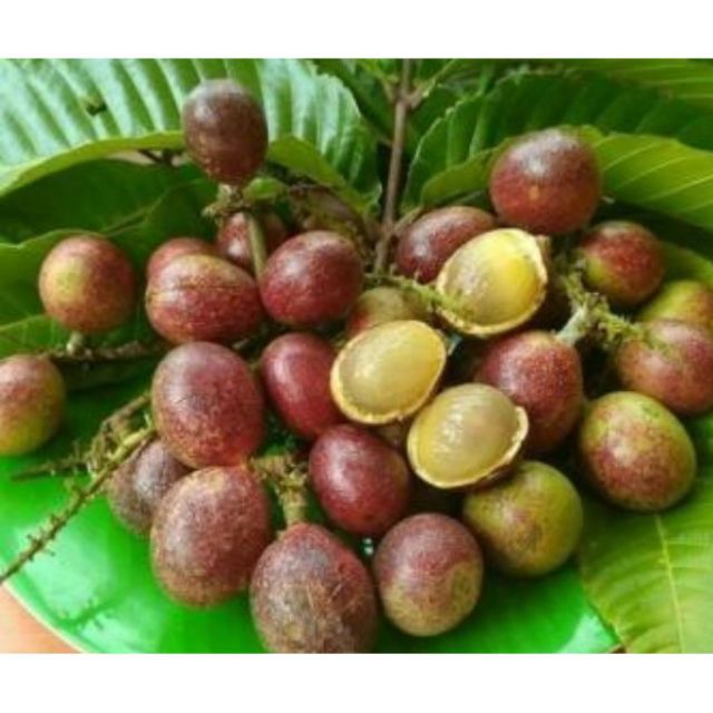 Pokok Matoa / Longan Brazil / kristal