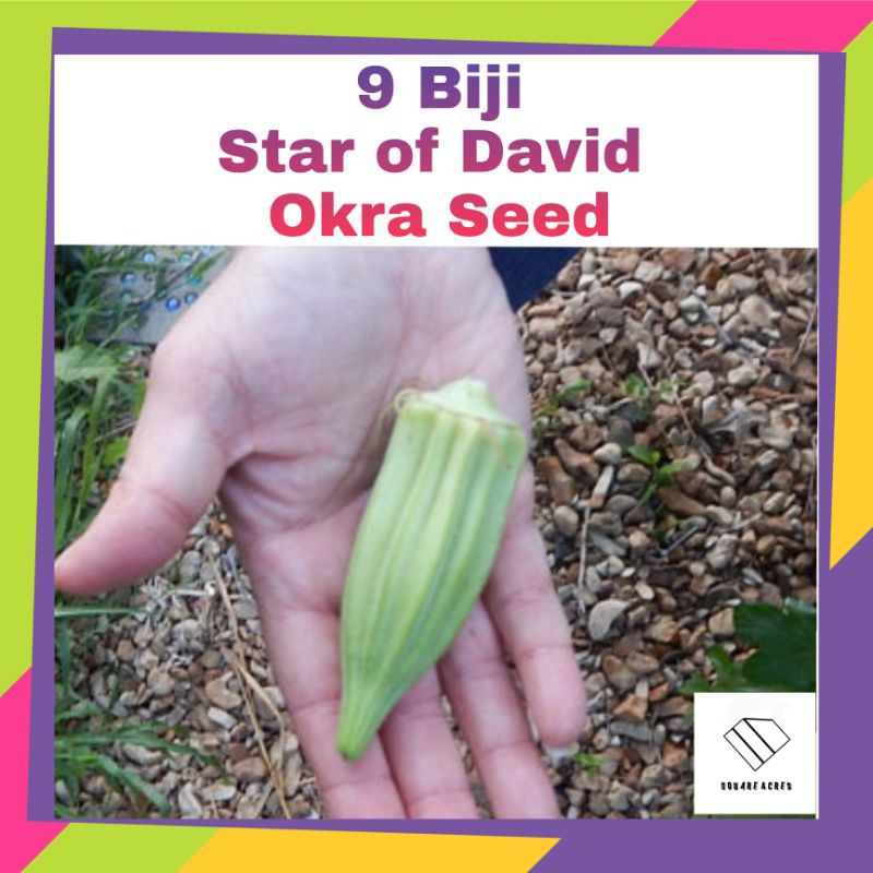 Buy Rare 9pcs Star Of David Okra Seeds Bendi Special Seetracker Malaysia