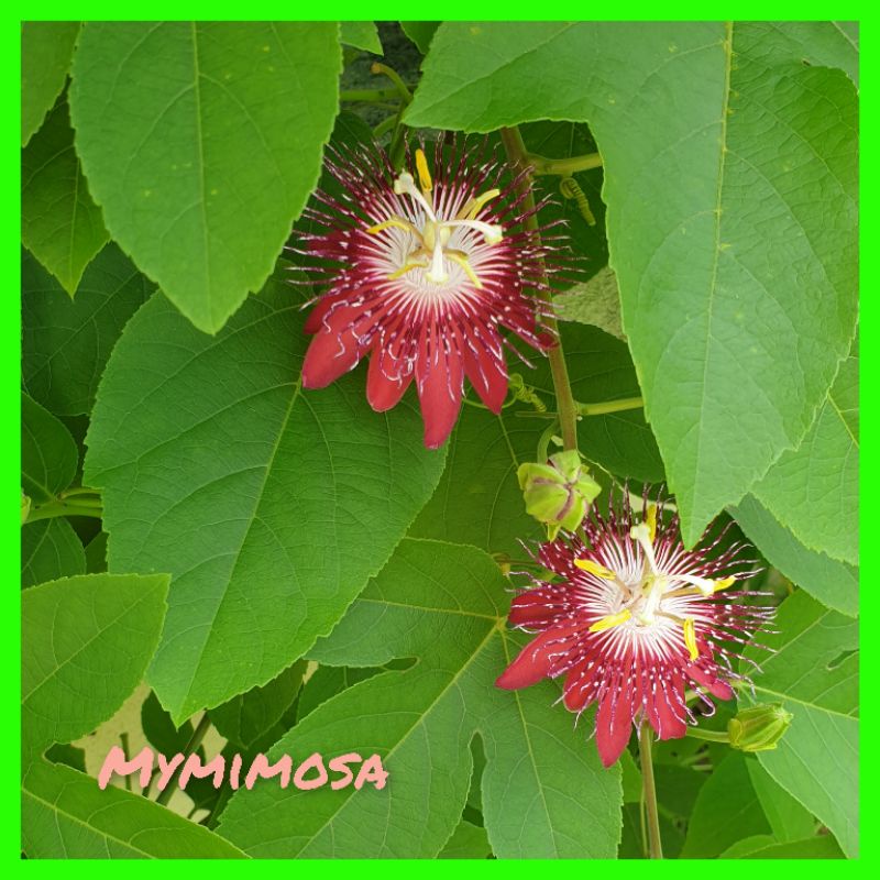 Red Passionflower Passiflora Lady Margaret Ornamenral Live Plant