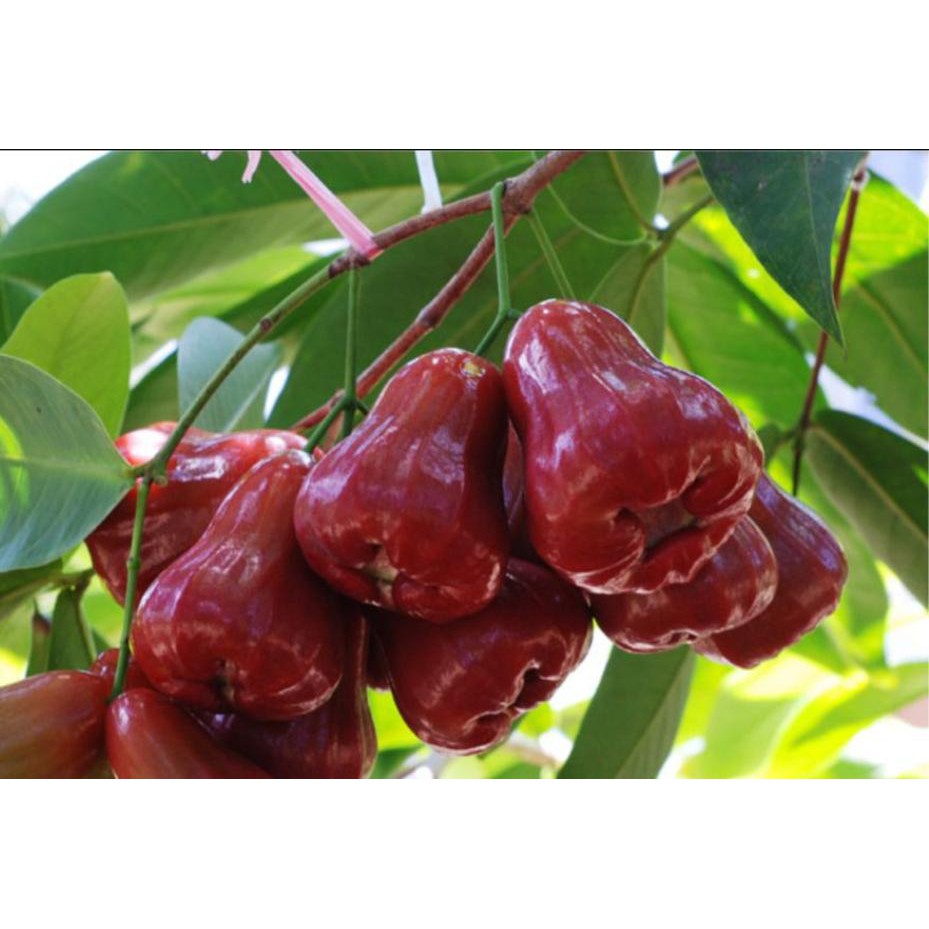 Anak Pokok Jambu  Air Madu Merah Siam Shopee Malaysia