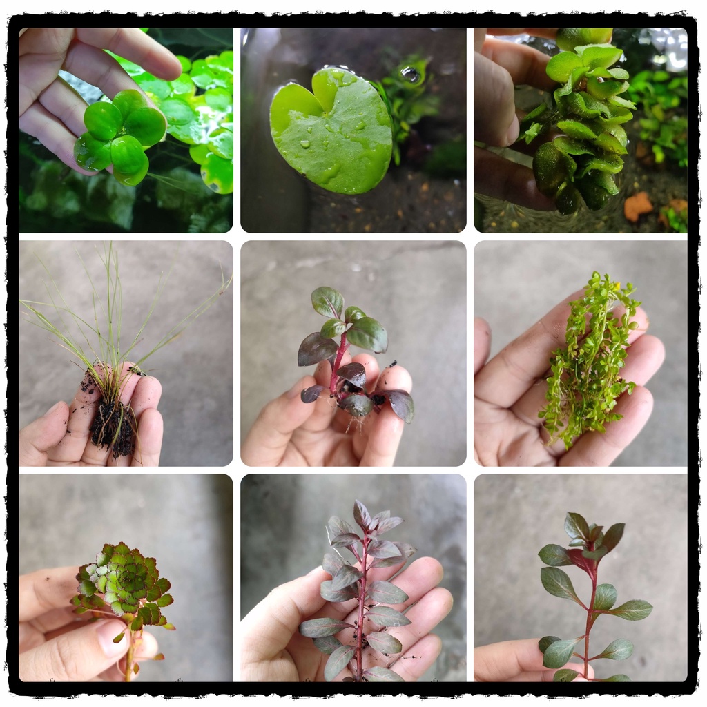 Aquatic Plant Offer (1 Stem, satu batang) Shopee Malaysia