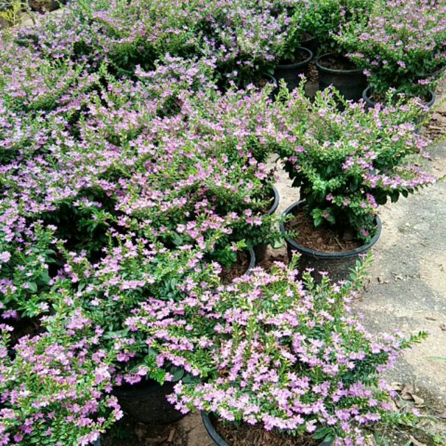 Cuphea Hyssopifolia Purple Cuphea Plant 