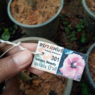 AZ Pokok Bunga Raya Hybrid | Shopee Malaysia