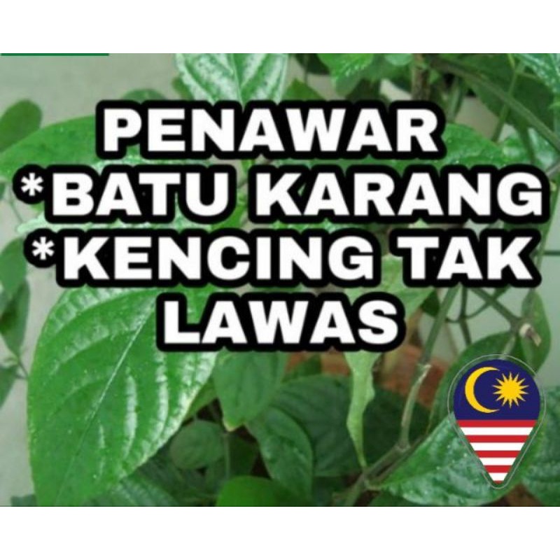 Pokok Pecah Kaca/Beling | Shopee Malaysia