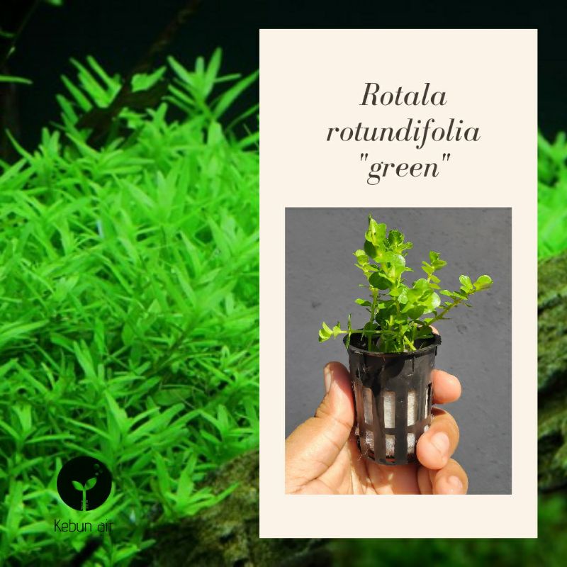 (WHOLESALE)Aquarium plants Aquatic plants Rotala sp Green (emersed/daun