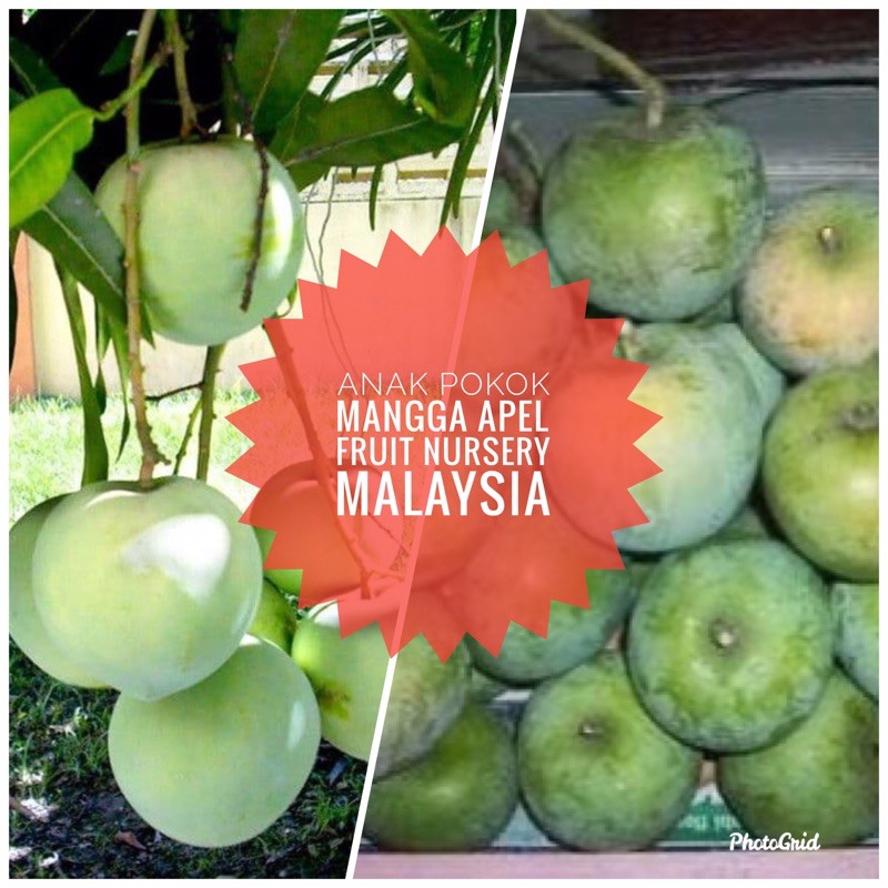 Anak pokok mangga apel hybrid cepat bebuah-Fruit Nursery Malaysia