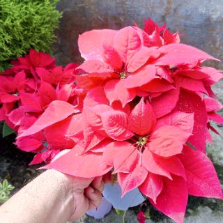 Anak Pokok Bunga Poinsettia Merah Live Plant Poinsettia Potted Plant