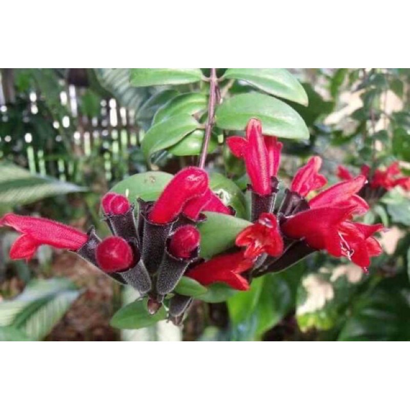 4 Cara Menanam Bunga Lipstik Yang Baik Dan Benar Ilmubudidaya Com