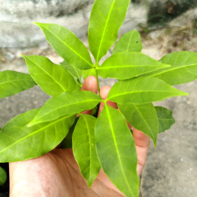 Pokok Tenggek Burung Cabang Tiga Ulam Anak Pokok Shopee Malaysia