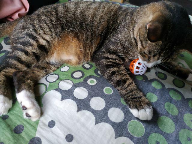 KOLAR KUCING ANJING CEGAH KUTU HAMA SEMUT NYAMUK  PET CAT 