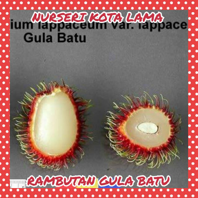 Hot Sale Anak Pokok Rambutan Gula Batu Shopee Malaysia