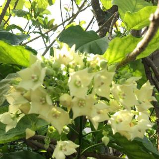 Pokok Bunga Kesidang Wangi Bread Flower Shopee Malaysia