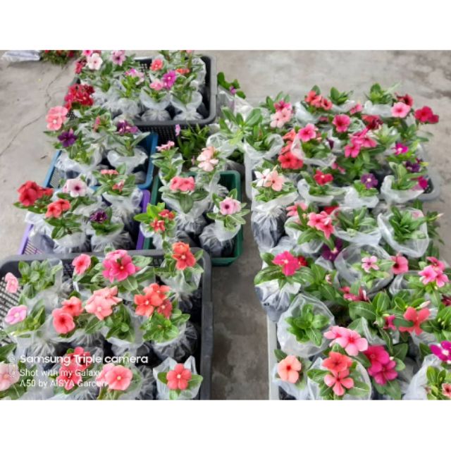 POKOK BUNGA VINCA/ KAMUNTING CINA RANDOM WARNA 1POKOK RM5 ...