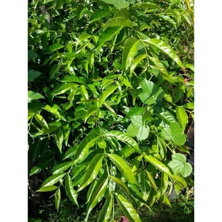 Ready Stock Pucuk Daun Serai Kayu Shopee Malaysia