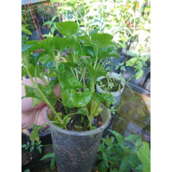 Anak Pokok Bayam Brazil