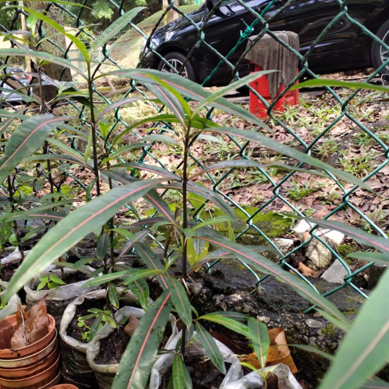 Pokok Tawar Bisa Ular Shopee Malaysia