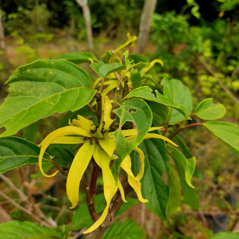 Pokok Bunga Kenanga