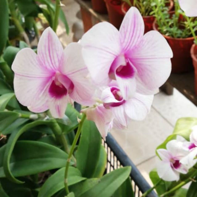 Orkid Dendrobium Pokok Hidup Shopee Malaysia