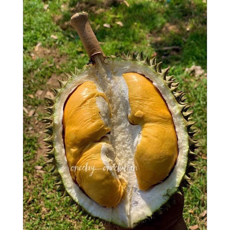 Pokok Durian Telur Buaya Puangmanee Shopee Malaysia