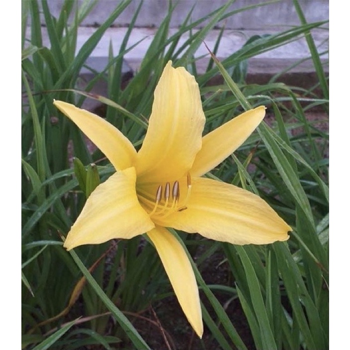 pokok bunga lily kuning Dan lily Oren  Shopee Malaysia