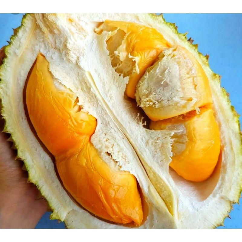 Pokok Durian Udang Merah hybrid | Shopee Malaysia